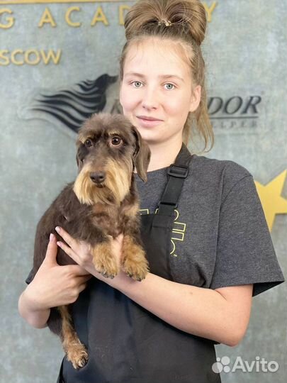 Груминг стрижка собак и кошек