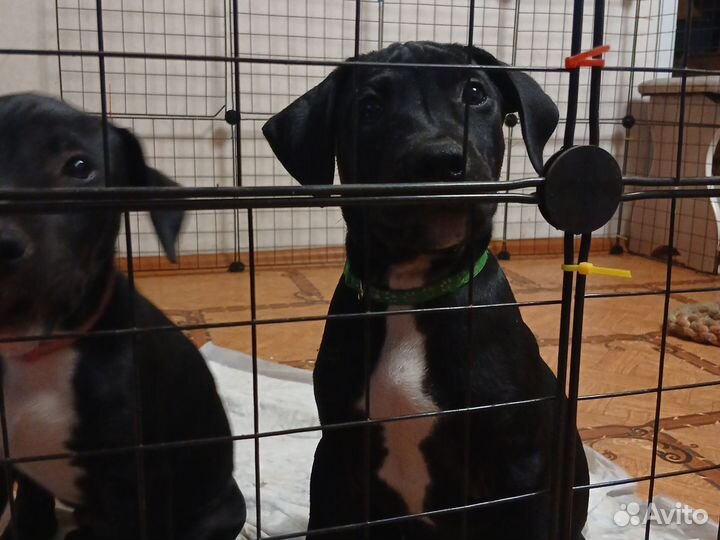 Щенки американского питбуля