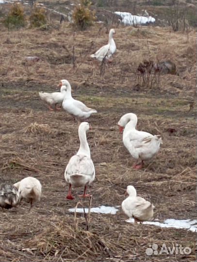 Домашняя птица гуси