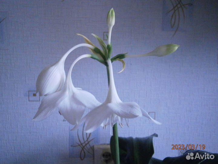 Комнатные цветы. Эухарис (Амазонская лилия)