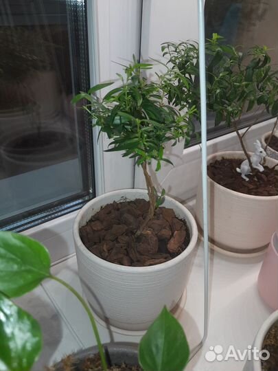 Цветы разные домашние