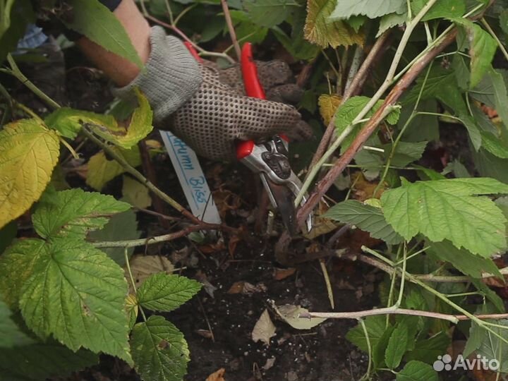 Саженцы сладкой малины