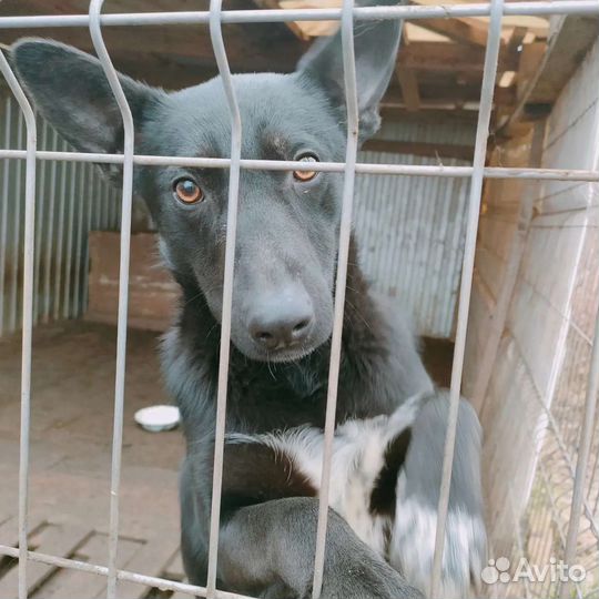 Собаки бесплатно в добрые руки