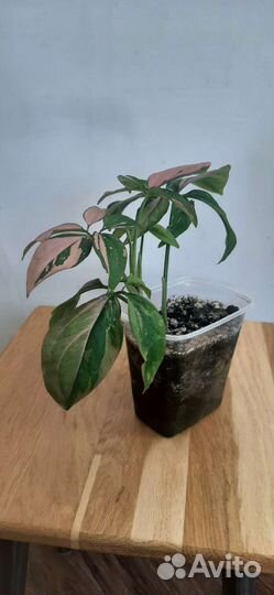 Сингониум ред спот