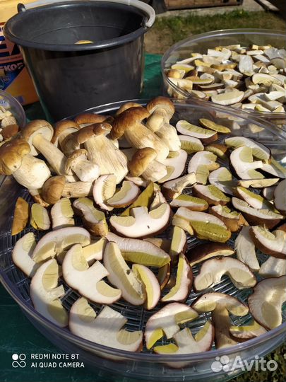 Грибы белые, подберёзовики