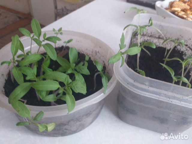 Рассада томатов