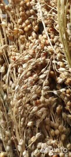 Лакомство для попугаев,канареек. Просо в метёлках