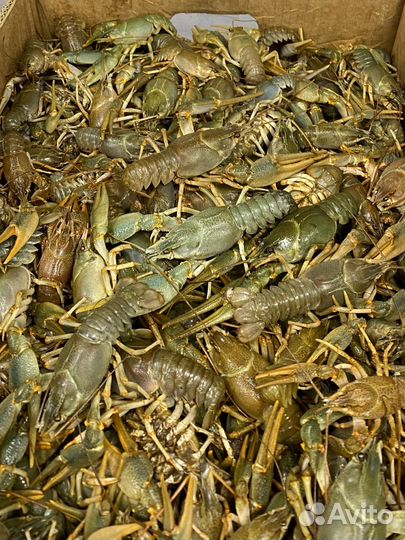 Дикие речные раки