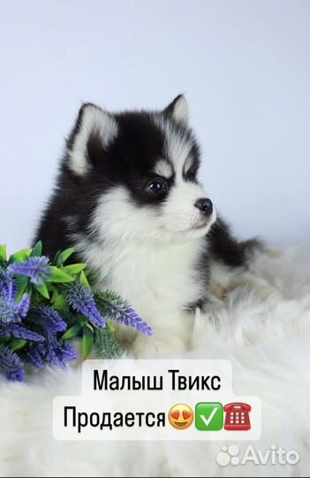 Мальчик Помски (мини хаски) F2 той