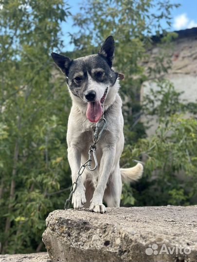 Собака в добрые руки