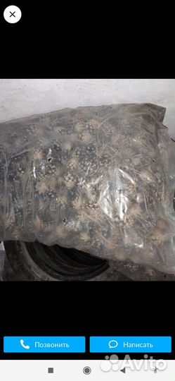 Шишки сосновые