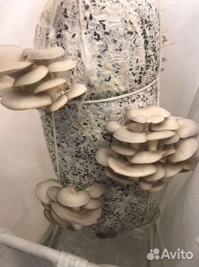 Готовые блоки грибов (разных)