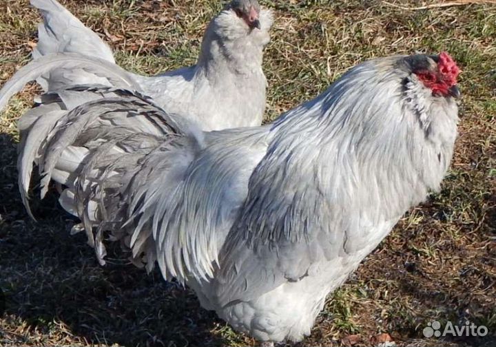 Декоративные куры и Амераукана