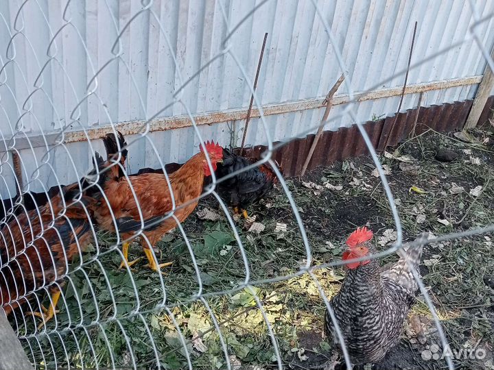 Годовалые петухи