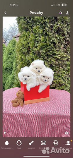 Девочки померанский шпиц