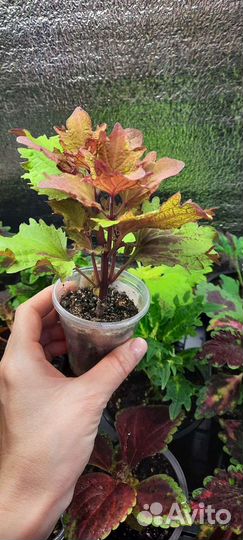 Колеус Хенна вегетативный