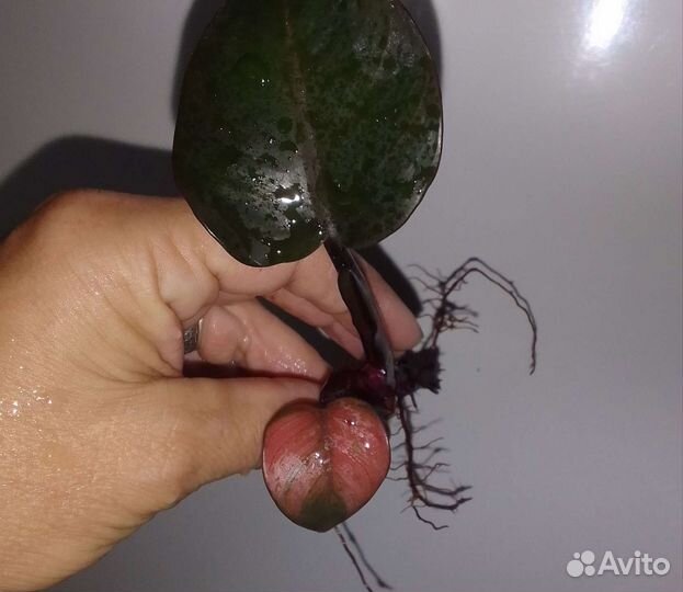 Филодендрон блек кардинал супер сплеш