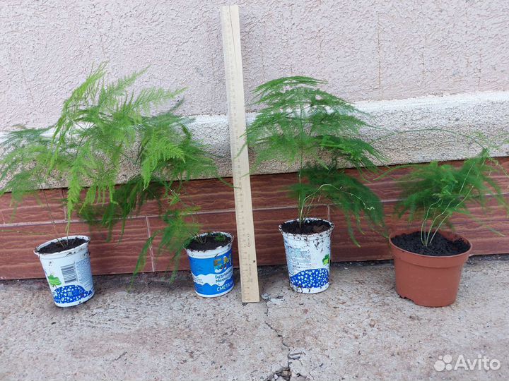 Аспарагус перистый