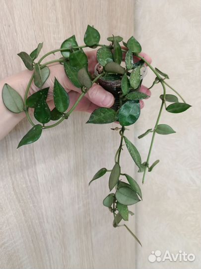 Красивые хойи