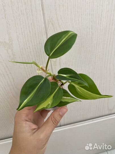 Филодендроны