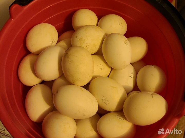 Яйцо домашнее