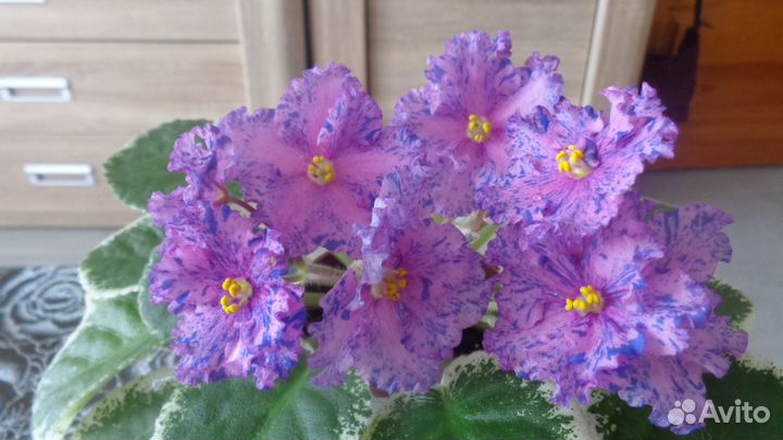 Детки сортовых фиалок