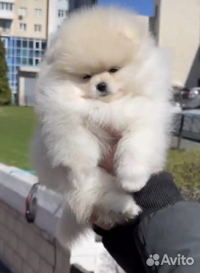 Померанский шпиц мальчики мишки