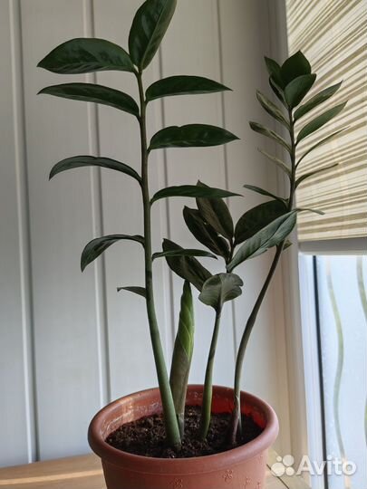 Замиокулькас