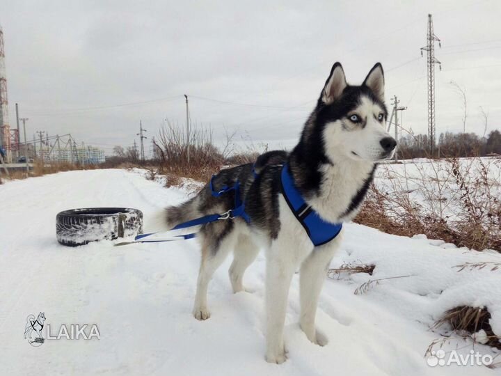 Шлейка для собаки