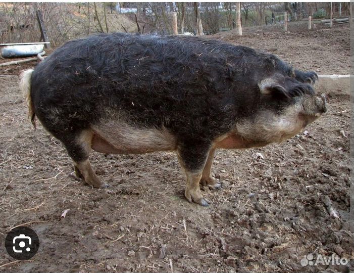 Мангалица хряк обмен