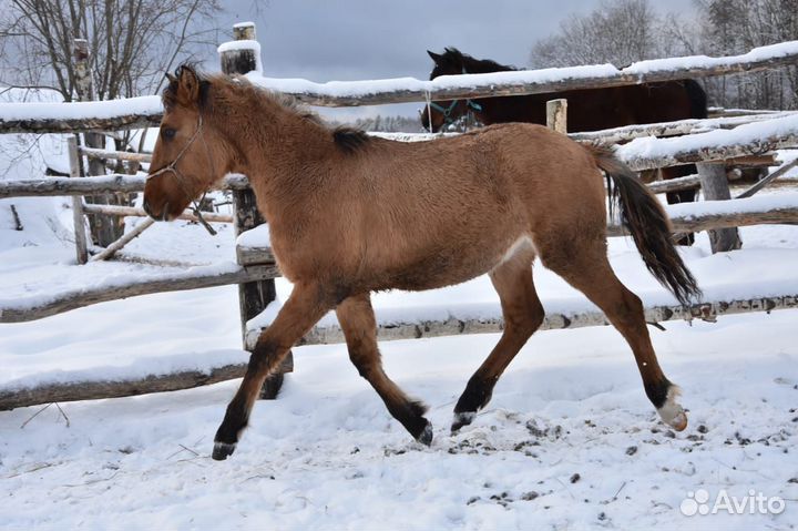 Много лошадей