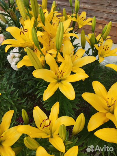 Лилии восточные сорт Биг Бразер