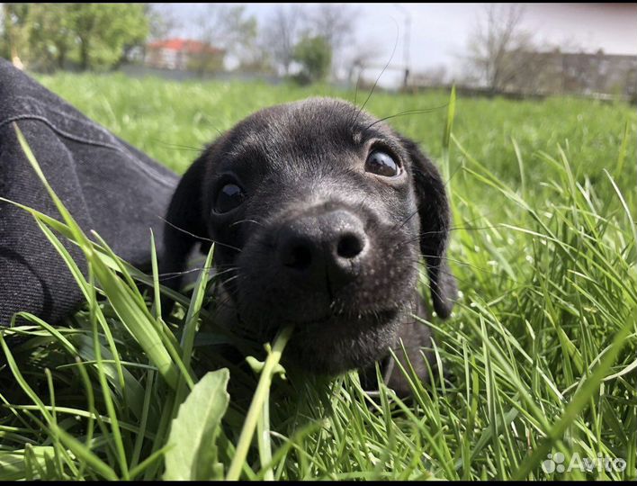 Маленькая собака в добрые руки бесплатно