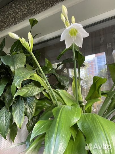 Эухарис амазонская Лилия