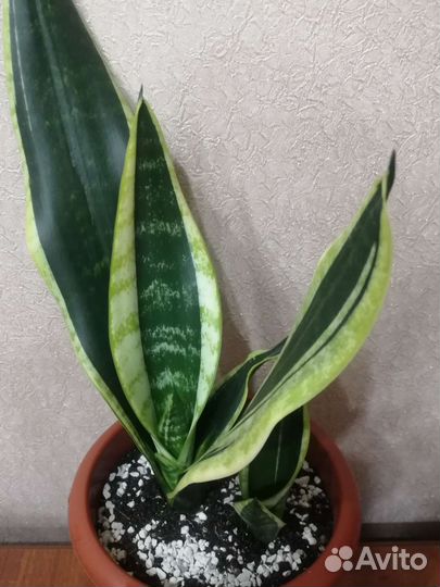 Сансевиерия сортовая Блек голден
