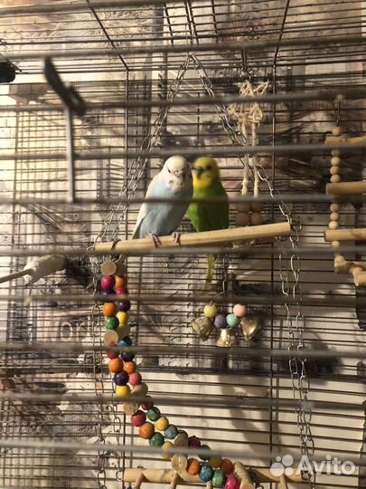 Волнистый попугай