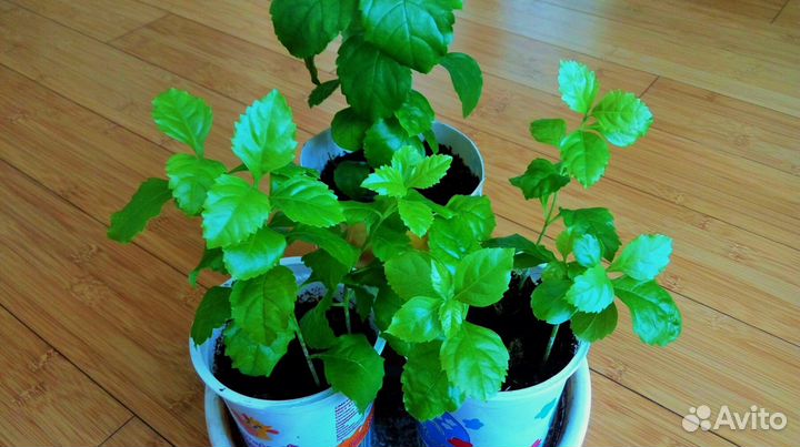 Комнатная берёза (дуранта )