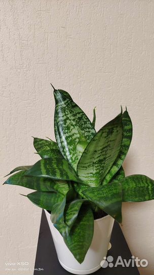 Растение Сансевиерия