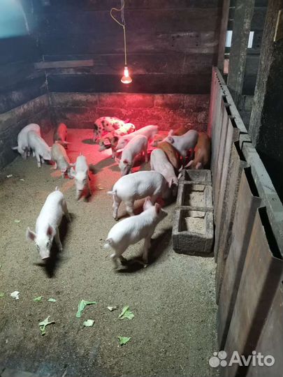 Поросята
