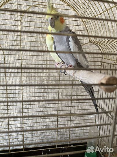 Попугаи кореллы