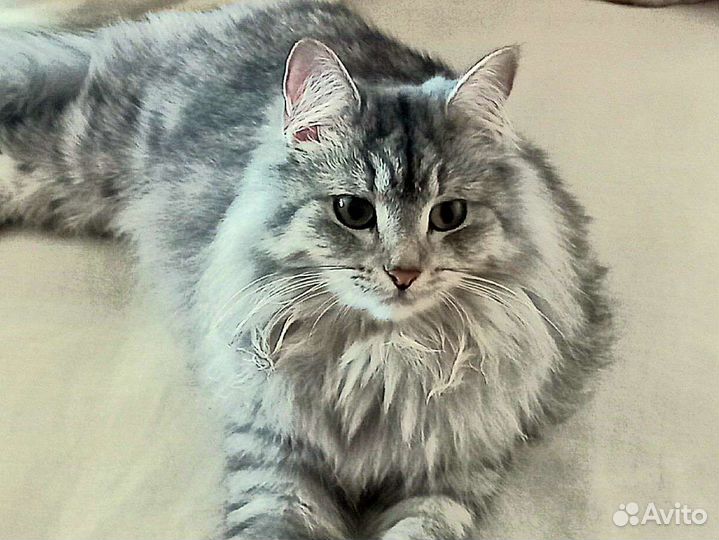 Пушистая игрунья