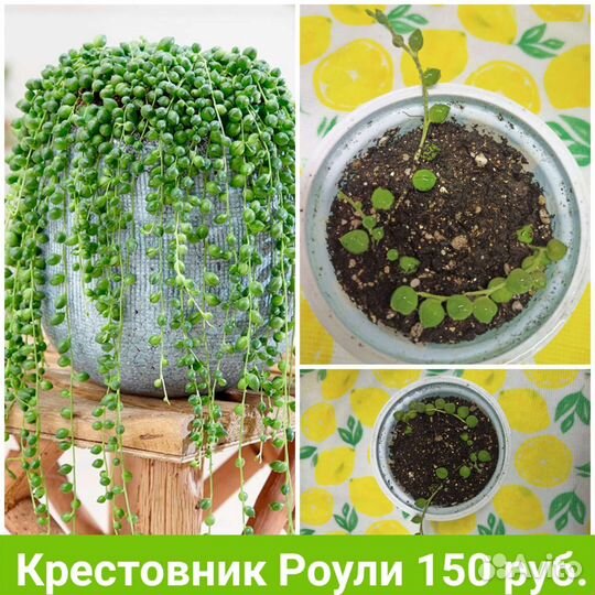 Комнатные цветы