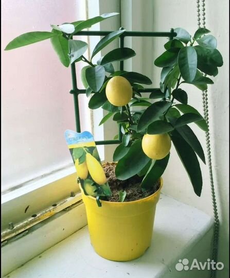 Растения, деревья