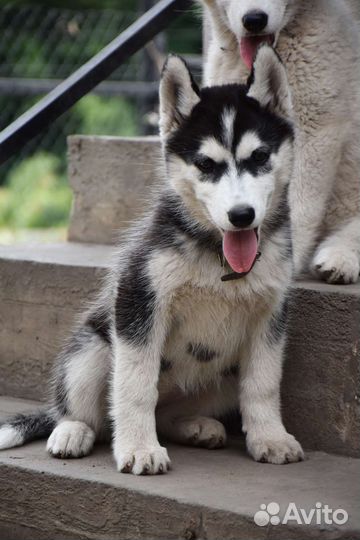 Сибирский хаски с документами