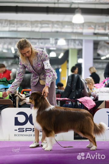 Вязка кобель австралийской овчарки