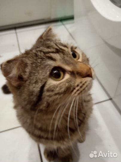 Котик в добрые руки