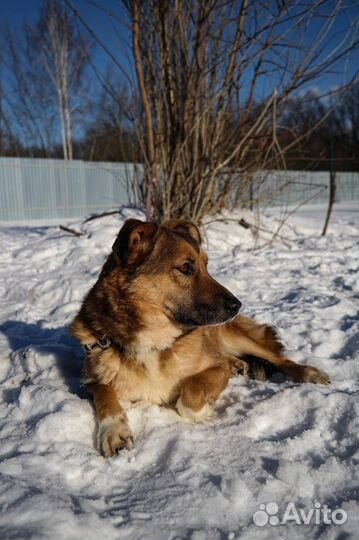 Собака в добрые руки