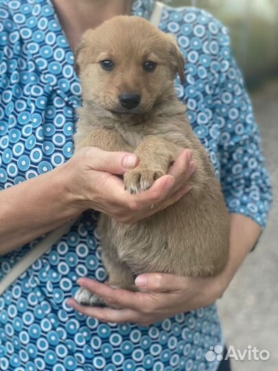 Щенки девочки ищут дом