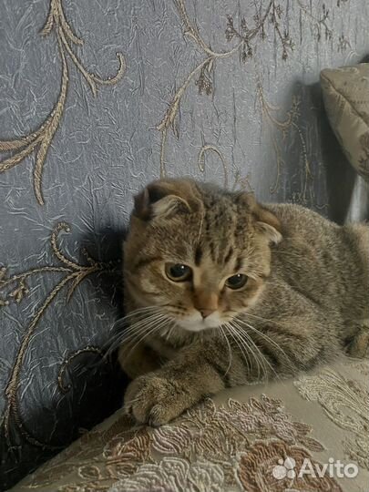 Шотландский кот