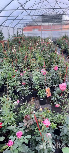 Кустовые розы саженцы